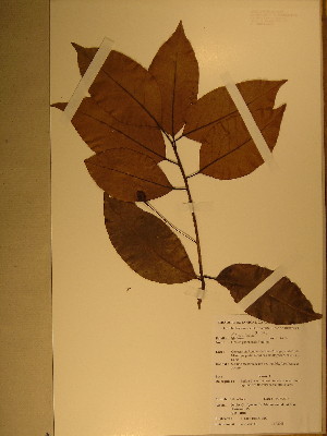  (Ocotea gabonensis - GiD1427)  @11 [ ] No Rights Reserved  Unspecified Unspecified