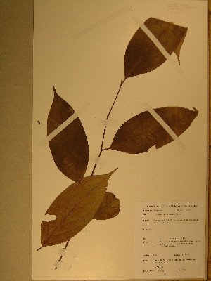  (Diospyros kamerunensis - GiD0239)  @11 [ ] No Rights Reserved  Unspecified Unspecified