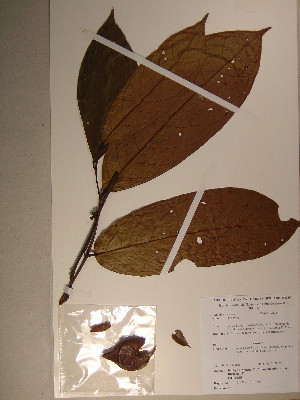  (Diospyros sp. 5 - GiD1546)  @11 [ ] No Rights Reserved  Unspecified Unspecified