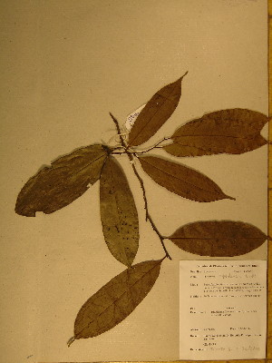  (Diospyros bipindensis - GiD0994)  @11 [ ] No Rights Reserved  Unspecified Unspecified