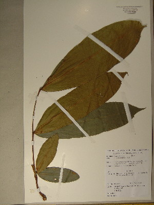  (Gilbertiodendron sp. 4 - GiD1347)  @11 [ ] No Rights Reserved  Unspecified Unspecified
