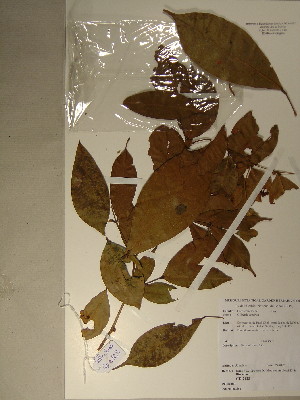  (Gilbertiodendron sp. 2 - GiD1342)  @11 [ ] No Rights Reserved  Unspecified Unspecified