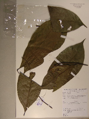  (Diospyros sp. 6 - GiD1335)  @11 [ ] No Rights Reserved  Unspecified Unspecified