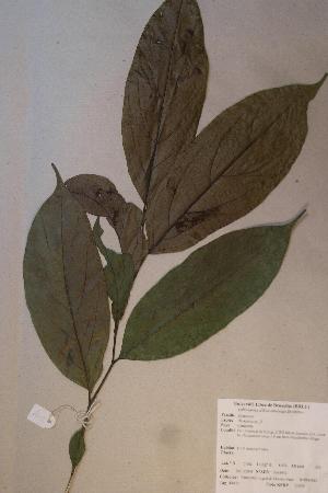  (Diospyros sp. 2 - Diossp2_PM4952)  @11 [ ] No Rights Reserved  Unspecified Unspecified