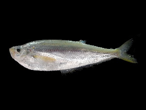 ( - ACRSD_F148)  @11 [ ] No Rights Reserved (2018) Sahat Ratmuangkhwang Andaman Coastal Research Station for Development, Kasetsart University