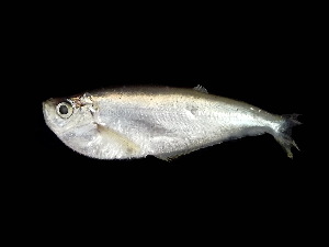  (Opisthopterus - TCFBP_Opto1)  @11 [ ] Unspecified (default): All Rights Reserved  Unspecified Unspecified