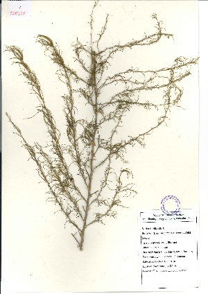  (Asparagus racemosus - 120150)  @11 [ ] Copyright (2015) R&D Center The Himalaya Drug Company