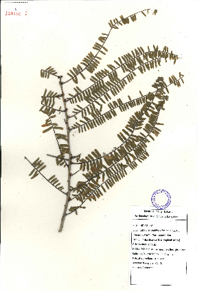  (Phyllanthus emblica - 120169)  @11 [ ] Copyright (2011) R&D Center The Himalaya Drug Company