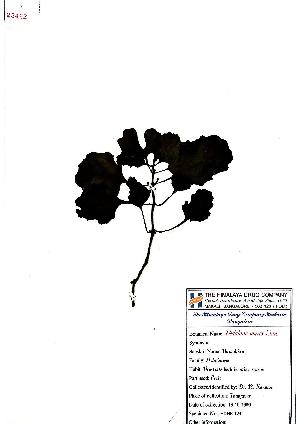  (Pedaliaceae - 23422)  @11 [ ] Copyrights (1999) R&D Center The Himalaya Drug Company