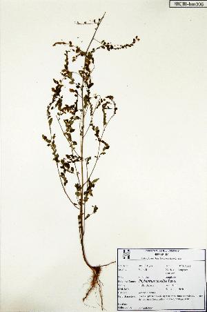  (Phyllanthus tenellus - RRCBI -hm 006)  @11 [ ] Copyrights (2022) BRC Himalaya Wellness  Company