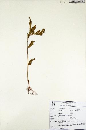  (Phyllanthus urinaria - RRCBI -hm 007)  @11 [ ] Copyrights (2022) BRC Himalaya Wellness  Company