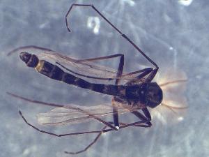  (Pseudochironomus richardsoni - TUSEG189)  @11 [ ] CreativeCommons - Attribution Share-Alike (2018) Susan Gresens Towson University