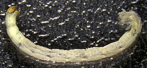  ( - TUSEG528)  @11 [ ] CreativeCommons - Attribution Non-Commercial Share-Alike (2022) Susan Gresens Towson University