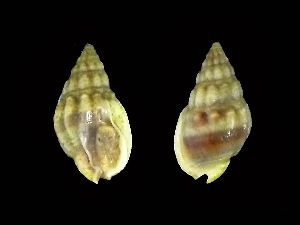  (Nassarius sp - TCMBP_Nasp1)  @11 [ ] No Rights Reserved (2015) Sahat Ratmuangkhwang Andaman Coastal Research Station for Development, Kasetsart University