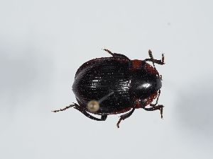  ( - ABOL-BioBlitz 2019 19-0911)  @11 [ ] CC-BY-SA (2021) Schoder Sabine Naturhistorisches Museum Wien