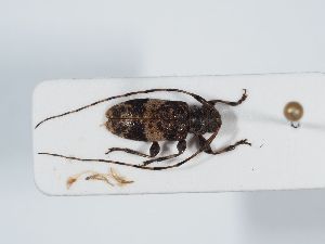  ( - ABOL-BioBlitz 2019 19-0917)  @11 [ ] CC-BY-SA (2021) Schoder Sabine Naturhistorisches Museum Wien
