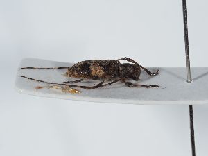  ( - ABOL-BioBlitz 2019 19-0917)  @11 [ ] CC-BY-SA (2021) Schoder Sabine Naturhistorisches Museum Wien