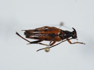  ( - ABOL-BioBlitz 2019 19-0923)  @11 [ ] CC-BY-SA (2021) Schoder Sabine Naturhistorisches Museum Wien