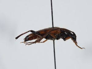  ( - ABOL-BioBlitz 2019 19-0923)  @11 [ ] CC-BY-SA (2021) Schoder Sabine Naturhistorisches Museum Wien