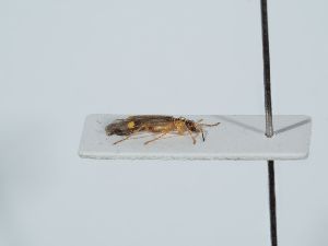  ( - ABOL-BioBlitz 2019 19-0983)  @11 [ ] CC-BY-SA (2021) Schoder Sabine Naturhistorisches Museum Wien