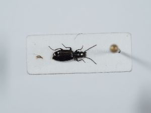  ( - ABOL-BioBlitz 2019 19-0990)  @11 [ ] CC-BY-SA (2021) Schoder Sabine Naturhistorisches Museum Wien