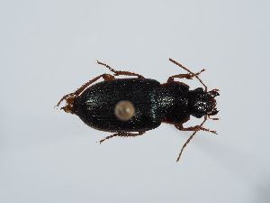  ( - ABOL-BioBlitz 2019 19-0996)  @11 [ ] CC-BY-SA (2021) Schoder Sabine Naturhistorisches Museum Wien