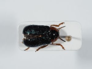  ( - ABOL-BioBlitz 2019 19-1120)  @11 [ ] CC-BY-SA (2021) Schoder Sabine Naturhistorisches Museum Wien