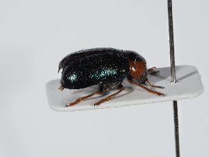  ( - ABOL-BioBlitz 2019 19-1120)  @11 [ ] CC-BY-SA (2021) Schoder Sabine Naturhistorisches Museum Wien