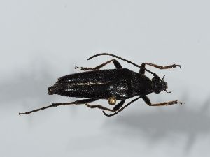  ( - ABOL-BioBlitz 2019 19-1305)  @11 [ ] CC-BY-SA (2021) Schoder Sabine Naturhistorisches Museum Wien