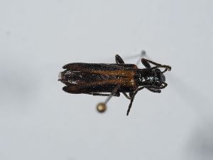  ( - ABOL-BioBlitz 2019 19-1379)  @11 [ ] CC-BY-SA (2021) Schoder Sabine Naturhistorisches Museum Wien