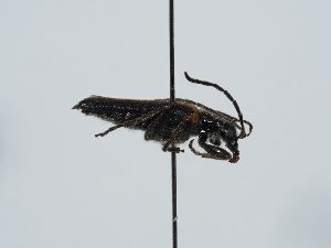  ( - ABOL-BioBlitz 2019 19-1379)  @11 [ ] CC-BY-SA (2021) Schoder Sabine Naturhistorisches Museum Wien