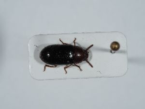  ( - ABOL-BioBlitz 2019 19_1497)  @11 [ ] CC-BY-SA (2021) Schoder Sabine Naturhistorisches Museum Wien