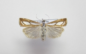 ( - ABOL-BioBlitz 2019 19-1682)  @11 [ ] CC NCBYSA (2020) Gros Patrick Haus der Natur, Museum, Salzburg