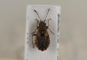  ( - ABOL-BioBlitz 2019 19-1811)  @11 [ ] CC SA (2019) Ernst Heiss Tiroler Landesmuseen