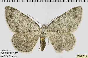  (Yezognophos dilucidaria - ABOL-BioBlitz 2019 19-1731)  @11 [ ] CreativeCommons - Attribution Share-Alike (2020) Unspecified Private Collection of Hartmuth Strutzberg
