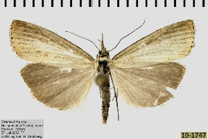  ( - ABOL-BioBlitz 2019 19-1747)  @13 [ ] CreativeCommons - Attribution Share-Alike (2020) Unspecified Private Collection of Hartmuth Strutzberg
