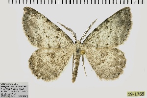  ( - ABOL-BioBlitz 2019 19-1769)  @11 [ ] CreativeCommons - Attribution Share-Alike (2020) Unspecified Private Collection of Hartmuth Strutzberg