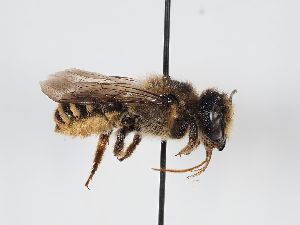  (Megachile ericetorum - ABOL-BioBlitz 2019 BW0012_S)  @14 [ ] CC NCBYSA (2020) Schoder Sabine Naturhistorisches Museum Wien