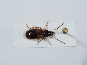  ( - ABOL-BioBlitz 2019 NB_0122)  @11 [ ] CC-BY-SA (2021) Schoder Sabine Naturhistorisches Museum Wien