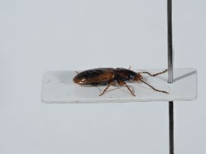  ( - ABOL-BioBlitz 2019 NB_0122)  @11 [ ] CC-BY-SA (2021) Schoder Sabine Naturhistorisches Museum Wien