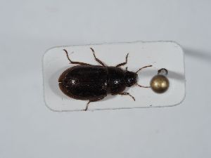  ( - ABOL-BioBlitz 2019 NB_0161)  @11 [ ] CC-BY-SA (2021) Schoder Sabine Naturhistorisches Museum Wien