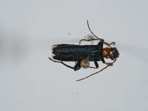  ( - ABOL-BioBlitz 2019 NB_0192)  @11 [ ] CC-BY-SA (2021) Schoder Sabine Naturhistorisches Museum Wien
