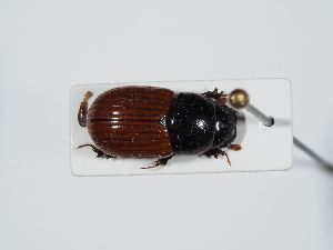  ( - ABOL-BioBlitz 2019 NB_0316)  @11 [ ] CC-BY-SA (2021) Schoder Sabine Naturhistorisches Museum Wien
