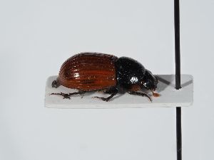  ( - ABOL-BioBlitz 2019 NB_0316)  @11 [ ] CC-BY-SA (2021) Schoder Sabine Naturhistorisches Museum Wien
