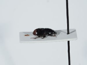  ( - ABOL-BioBlitz 2019 NB_0318)  @11 [ ] CC-BY-SA (2021) Schoder Sabine Naturhistorisches Museum Wien