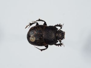  ( - ABOL-BioBlitz 2019 NB_0319)  @11 [ ] CC-BY-SA (2021) Schoder Sabine Naturhistorisches Museum Wien