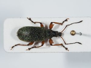  ( - ABOL-BioBlitz 2019 NB_0332)  @11 [ ] CC-BY-SA (2021) Schoder Sabine Naturhistorisches Museum Wien