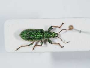  ( - ABOL-BioBlitz 2019 NB_0360)  @11 [ ] CC-BY-SA (2021) Schoder Sabine Naturhistorisches Museum Wien