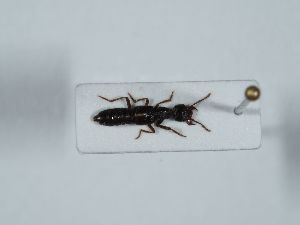  ( - ABOL-BioBlitz 2019 NB_0557)  @11 [ ] CC-BY-SA (2021) Schoder Sabine Naturhistorisches Museum Wien