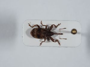  ( - ABOL-BioBlitz 2019 NB_0573)  @11 [ ] CC-BY-SA (2021) Schoder Sabine Naturhistorisches Museum Wien